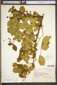 Rubus prestonensis image