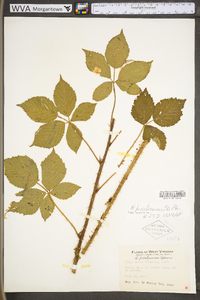 Rubus prestonensis image