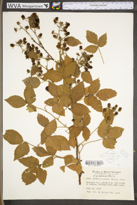 Rubus prestonensis image