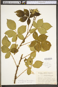 Rubus prestonensis image