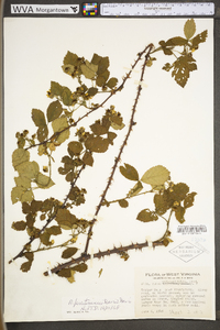 Rubus prestonensis image