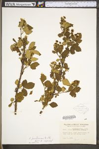 Rubus prestonensis image