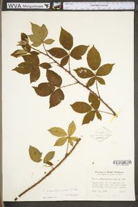 Rubus prestonensis image