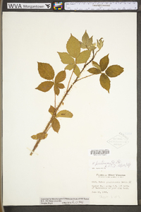 Rubus prestonensis image