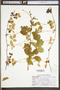 Rubus provincialis image