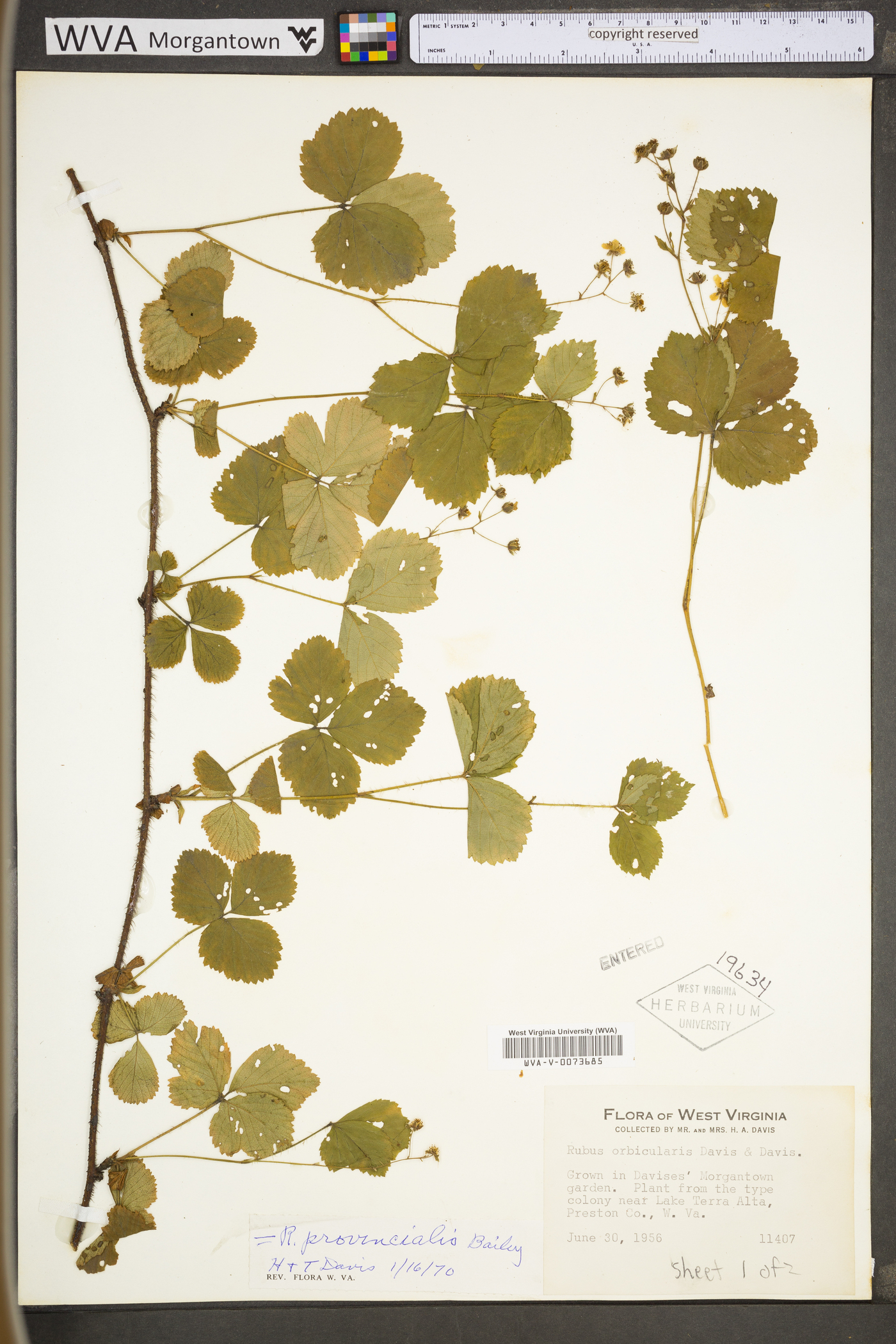 Rubus provincialis image