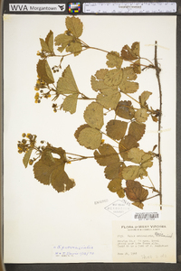 Rubus provincialis image