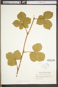 Rubus provincialis image