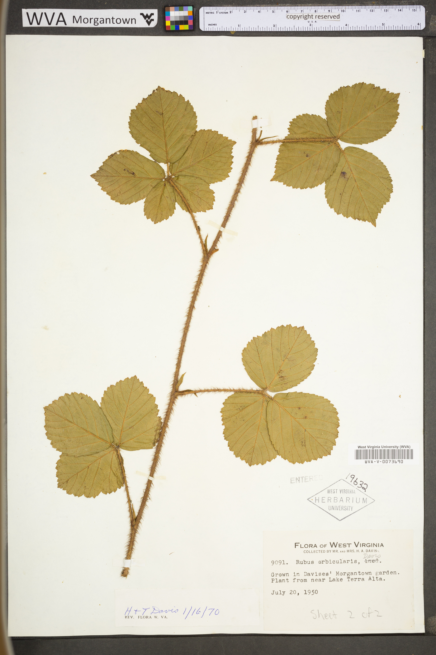 Rubus provincialis image