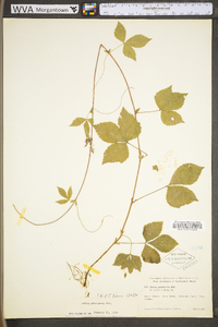 Rubus pubescens image