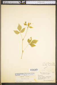 Rubus pubescens image