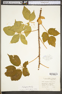 Rubus pugnax image