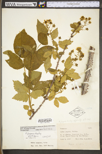 Rubus pugnax image