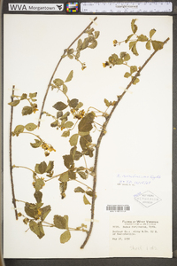 Rubus roribaccus image