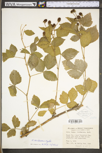 Rubus roribaccus image