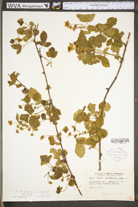 Rubus roribaccus image