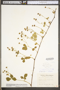 Rubus roribaccus image