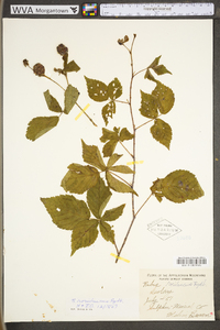 Rubus roribaccus image