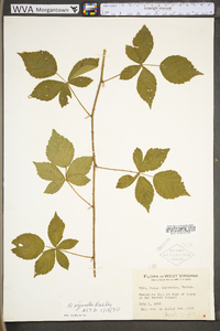 Rubus roribaccus image