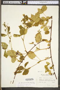 Rubus missouricus image