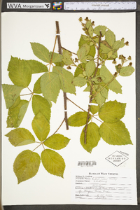 Rubus rosa image