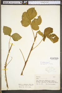 Rubus setosus image