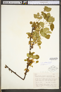 Rubus setosus image