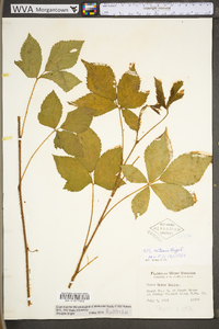 Rubus setosus image