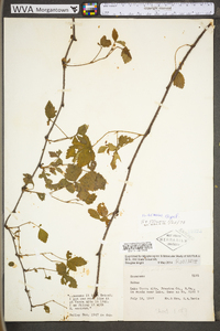 Rubus setosus image