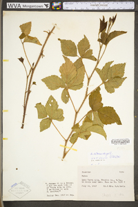 Rubus setosus image