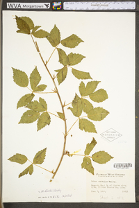 Rubus steelei image