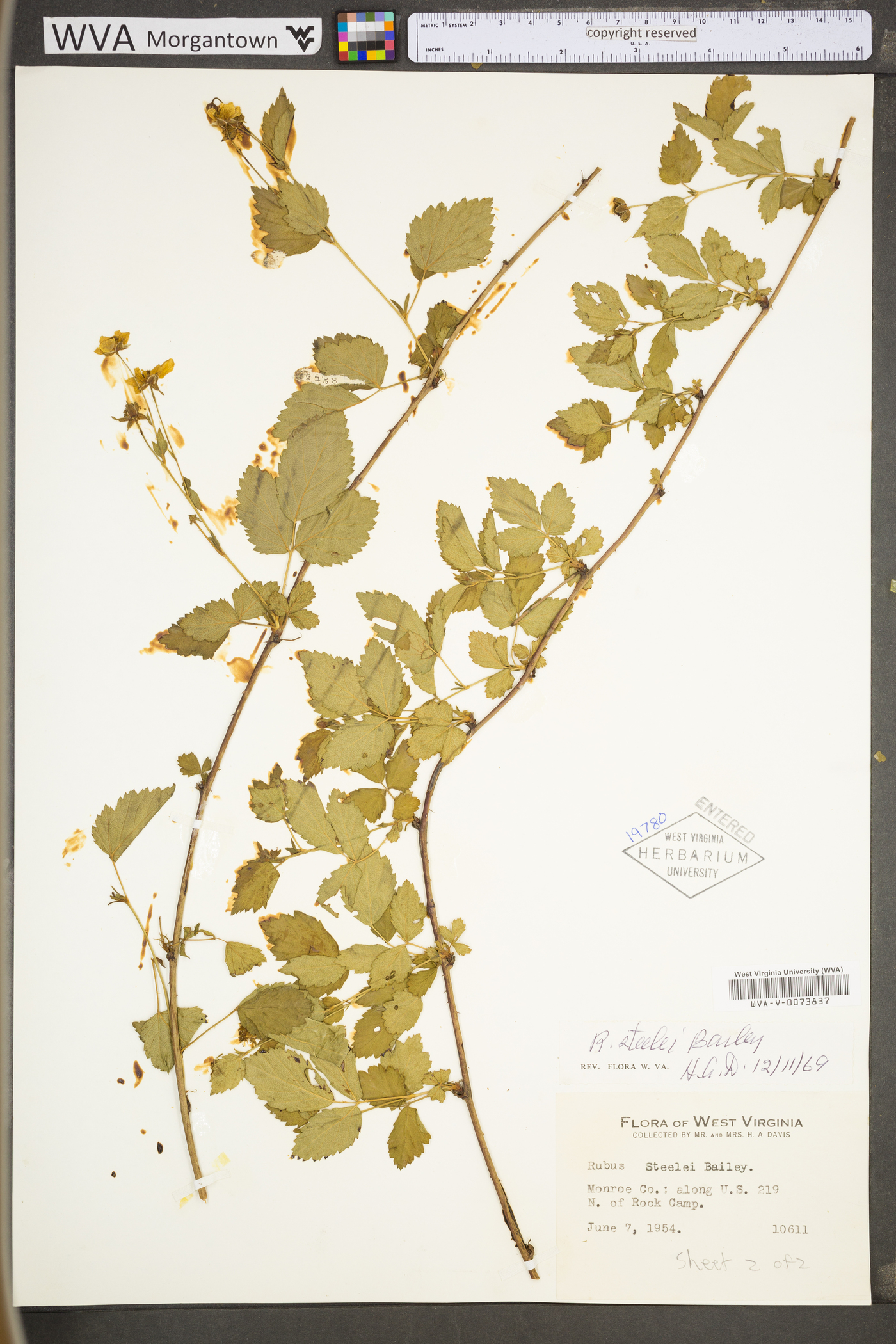 Rubus steelei image