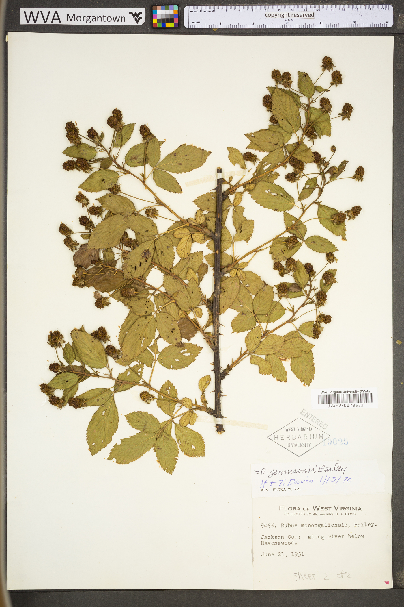 Rubus suus image