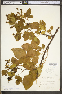 Rubus suus image