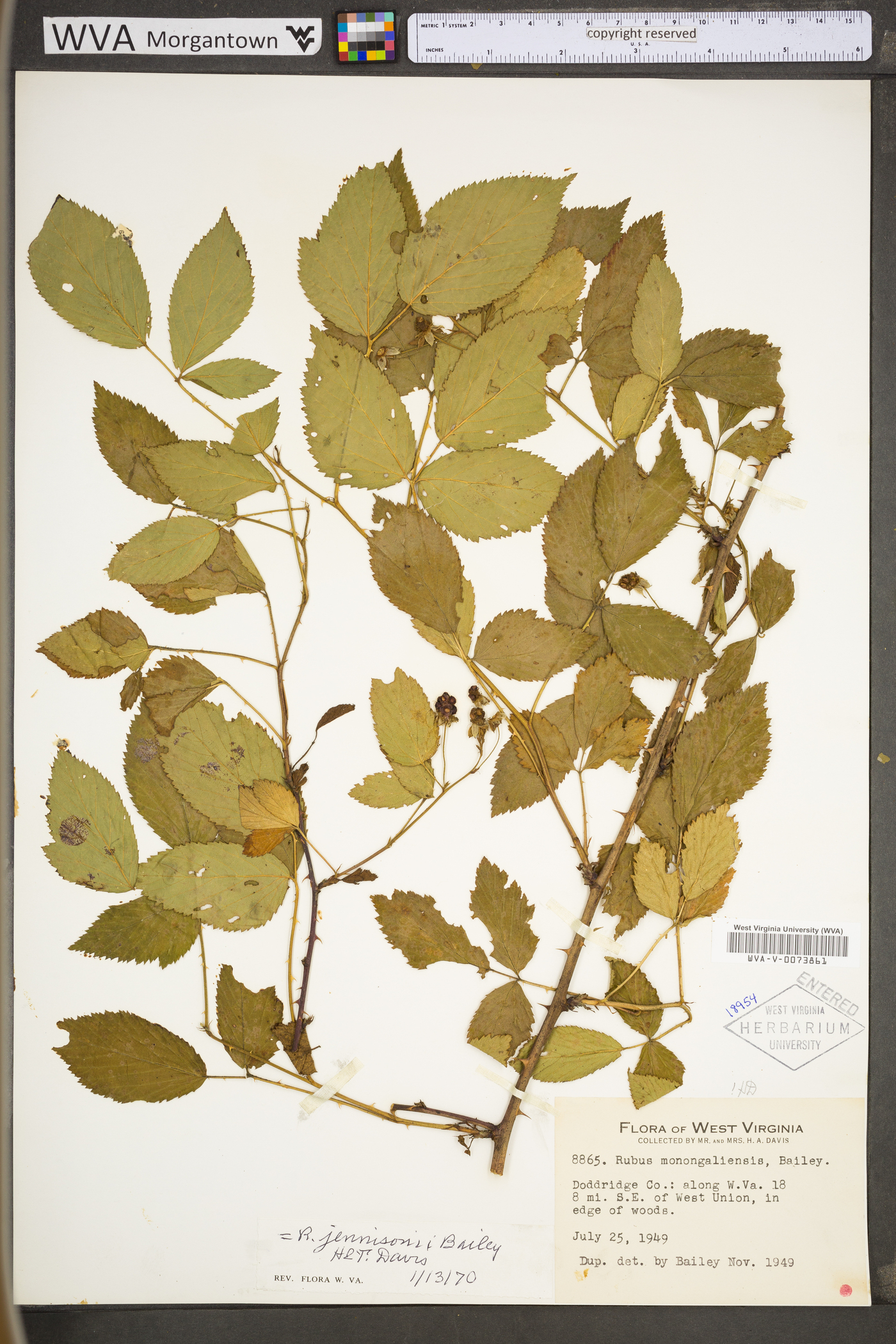 Rubus suus image