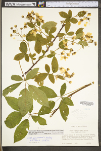 Rubus suus image