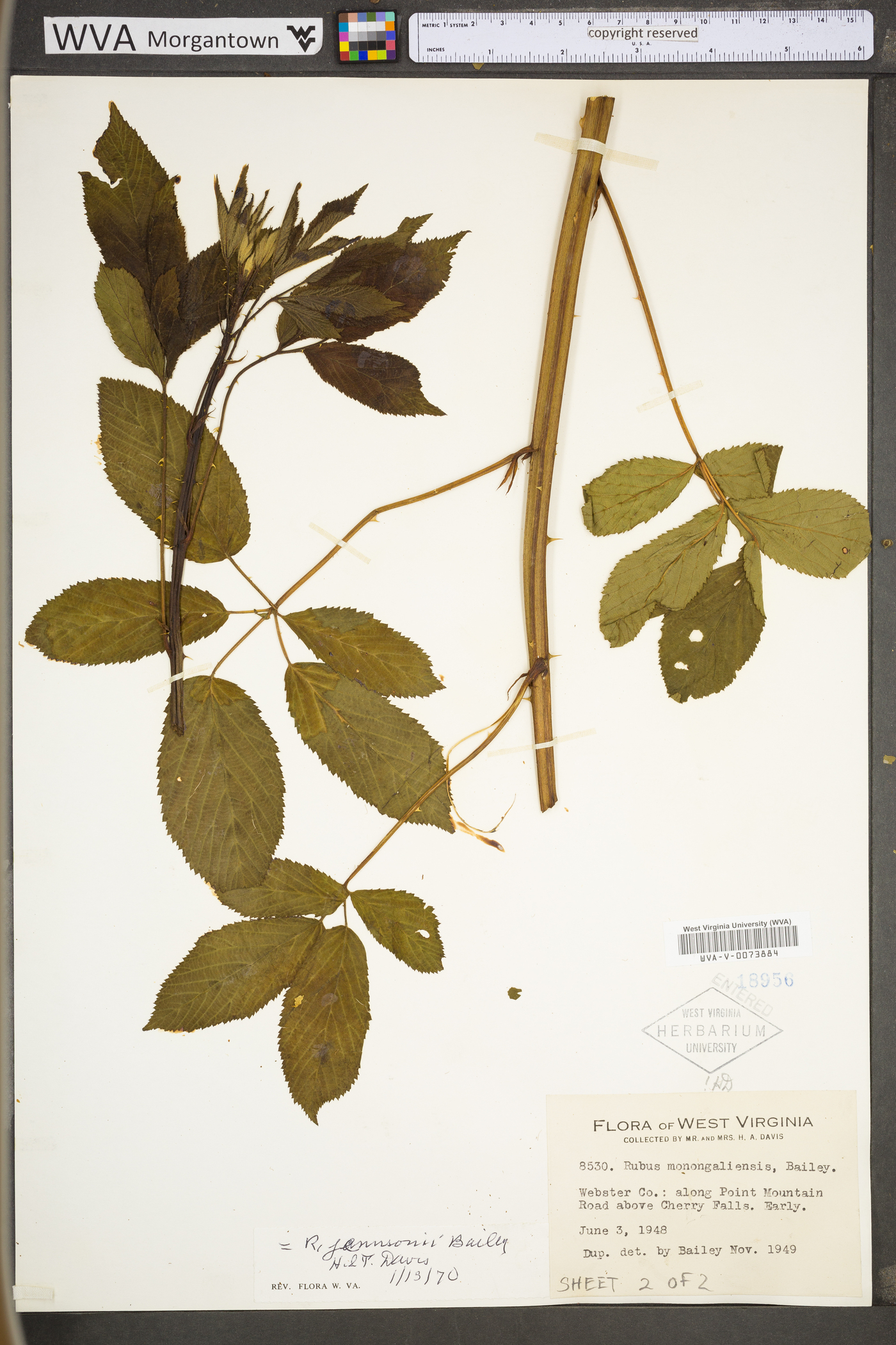 Rubus suus image