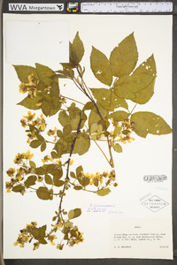 Rubus suus image