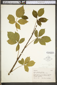 Rubus suus image