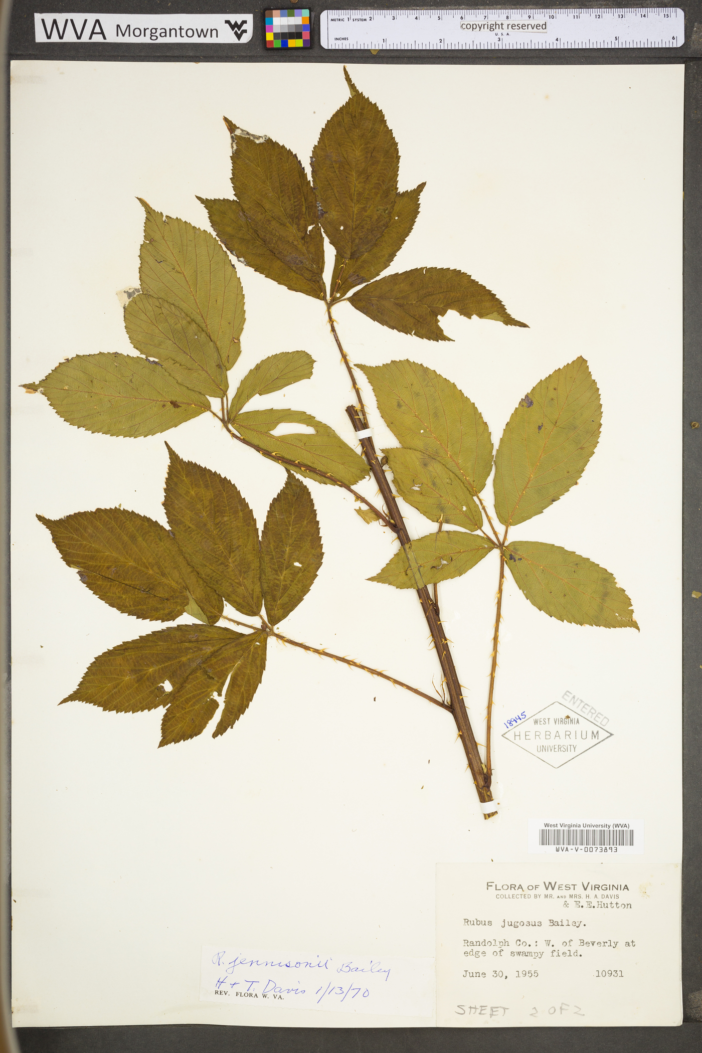 Rubus suus image