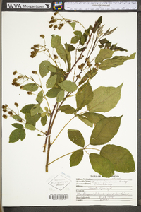 Rubus suus image