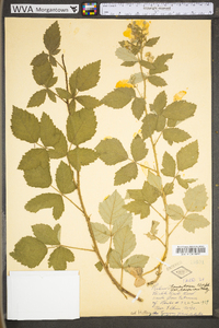 Rubus tomentosus image