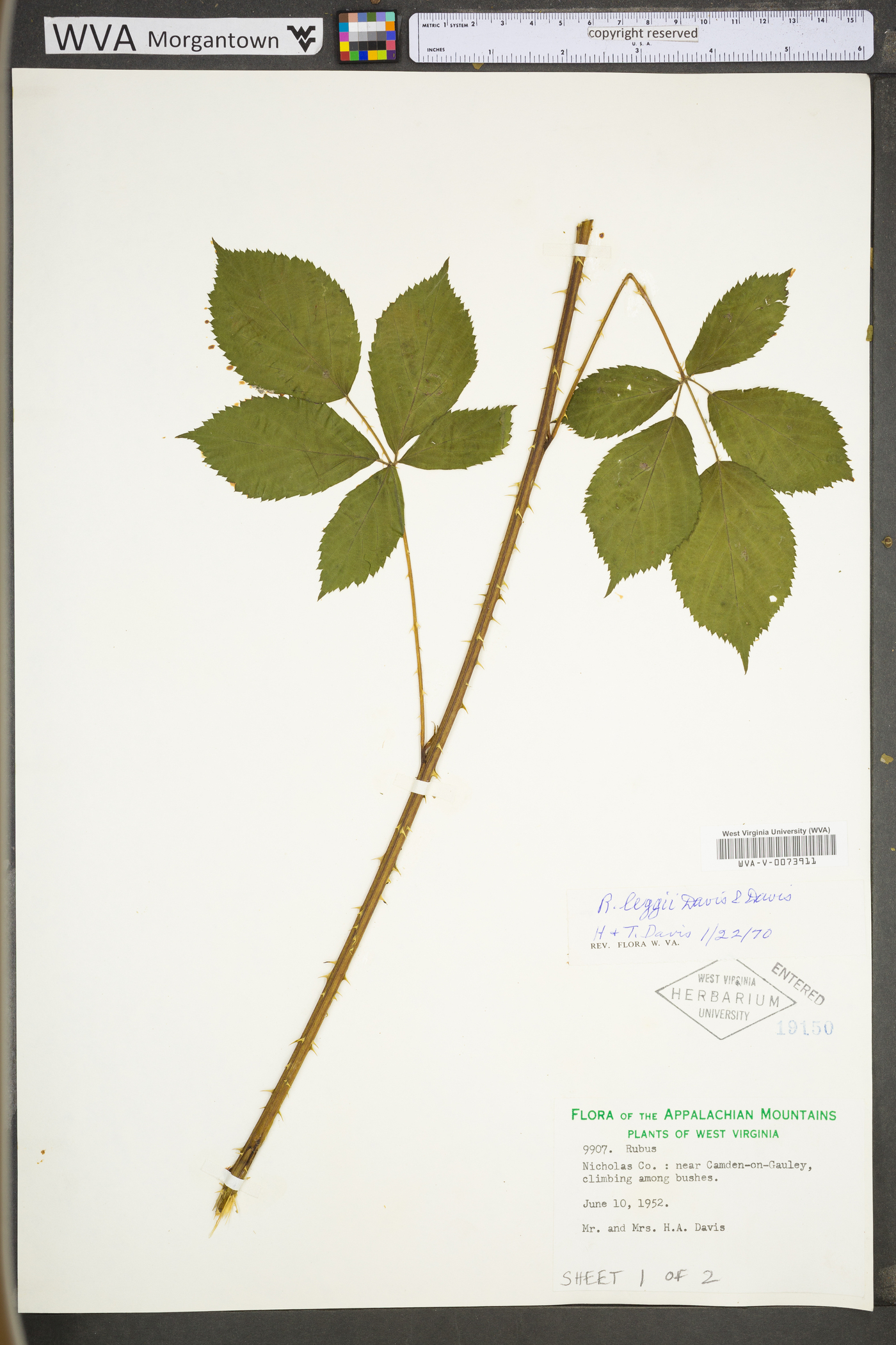 Rubus trux image