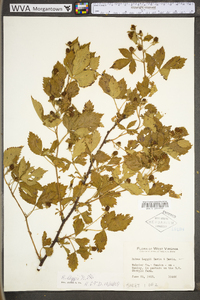 Rubus trux image
