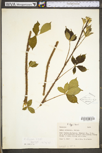 Rubus trux image