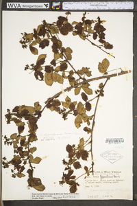 Rubus tygartensis image