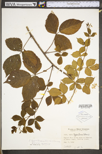 Rubus tygartensis image