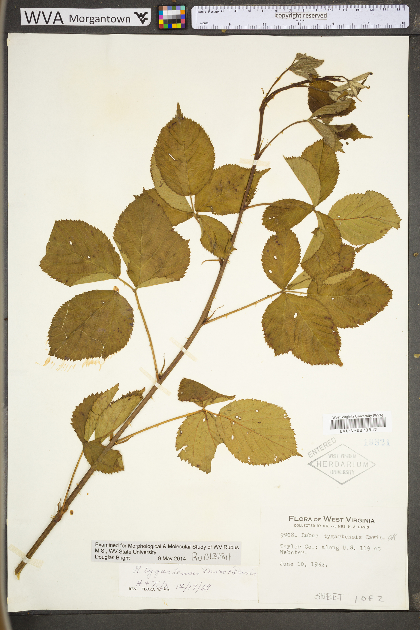 Rubus tygartensis image