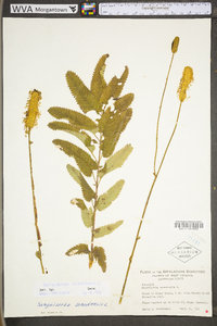 Sanguisorba canadensis image