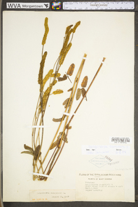 Sanguisorba canadensis image